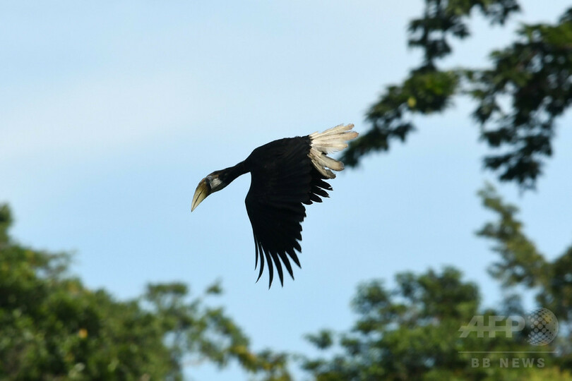 ジャングルから消えゆく鳥たち、地元住民で保護する動き インドネシア
