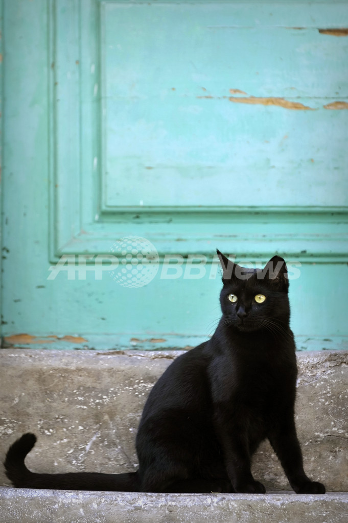 猫を助けて殉職の消防士、国立墓地埋葬求める世論 韓国