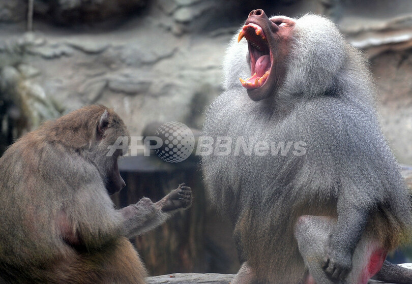 歯医者総出でマントヒヒの治療、コロンビア