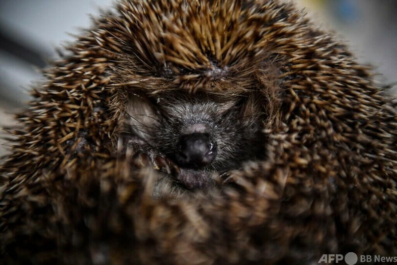 野生ハリネズミの保護シェルター 仏パリ郊外