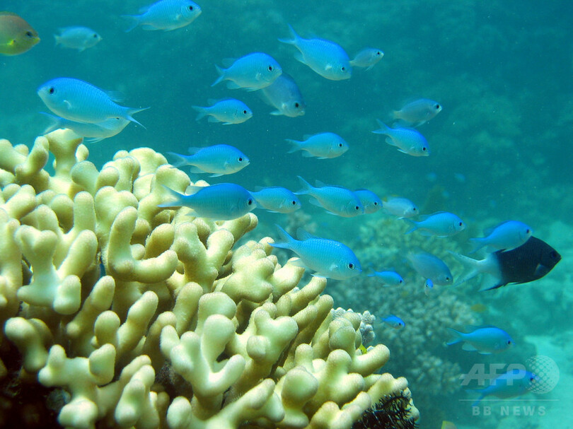 サンゴ礁の魚、群れからの分離がストレスに 豪研究