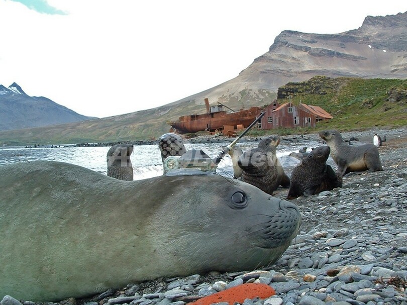 南極海の気候変動調査にゾウアザラシを活用