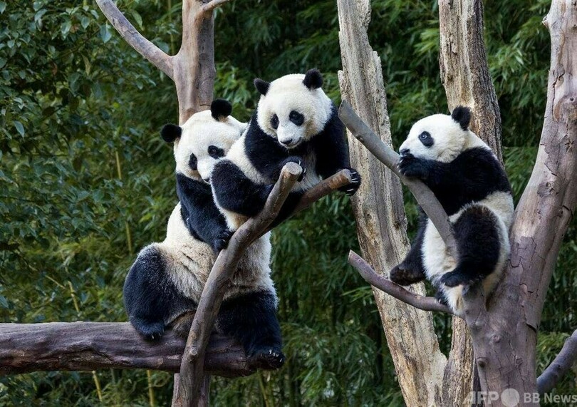 四川省のパンダを訪ねる特別なエコツアー・中国