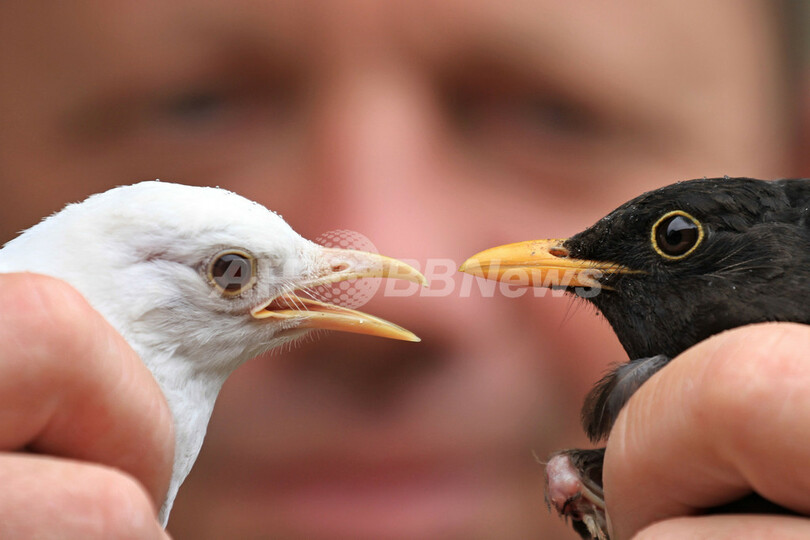 「クロ」ウタドリなのに真っ白、チェコで初めて見つかる