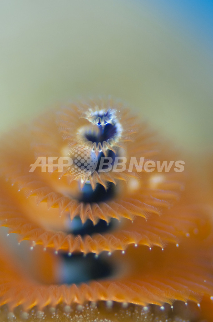 東ティモール近海の生き物とらえた写真コンテスト