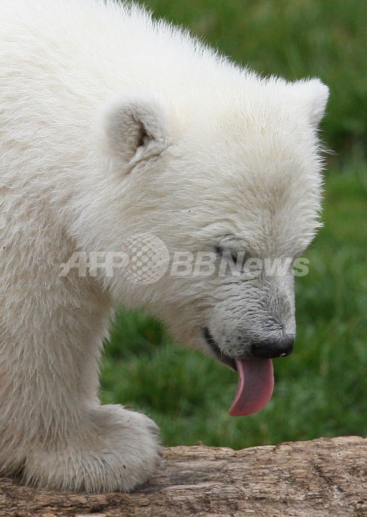 フロッケ初の一般公開、ドイツ全土が熱狂