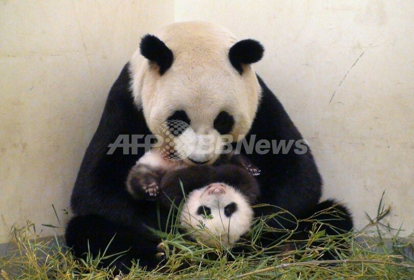 ハイハイでにっこり、パンダの赤ちゃん 台湾
