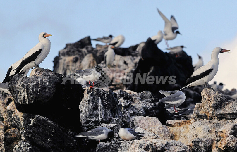 ガラパゴス諸島サン・クリストバル島の動物たち