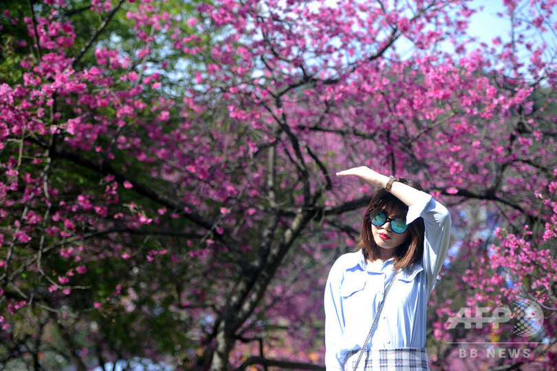 南国に春の訪れ、早咲きの桜が開花 南寧