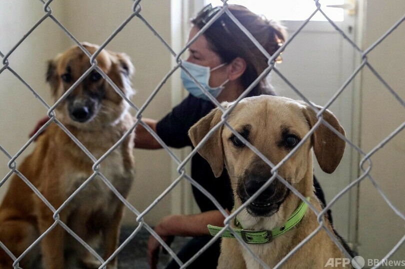 ライフルで犬29匹を射殺 カタール