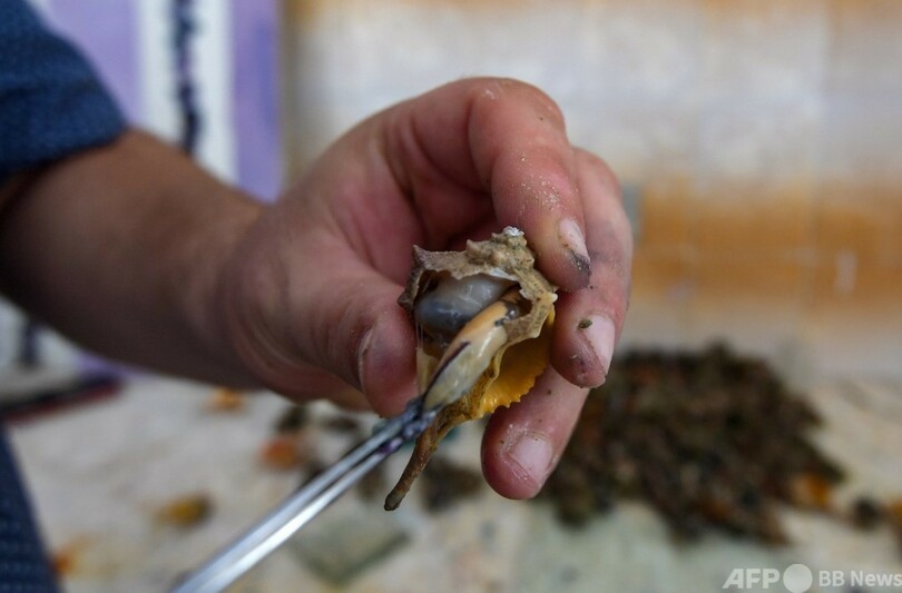 古代の「貝紫色」情熱で再現 チュニジア