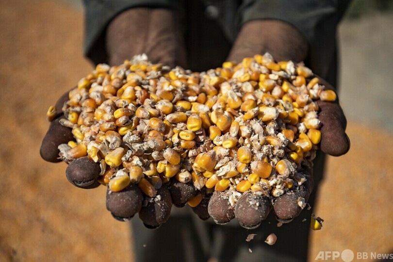 大地の恵みに感謝、「世界食糧デー」の収穫風景
