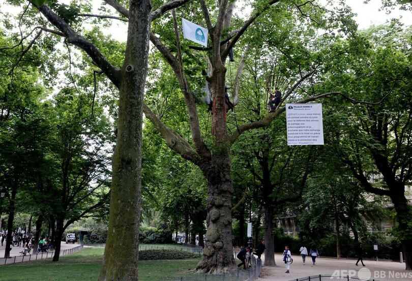 エッフェル塔周辺の樹木伐採に反対、樹上で抗議 仏パリ