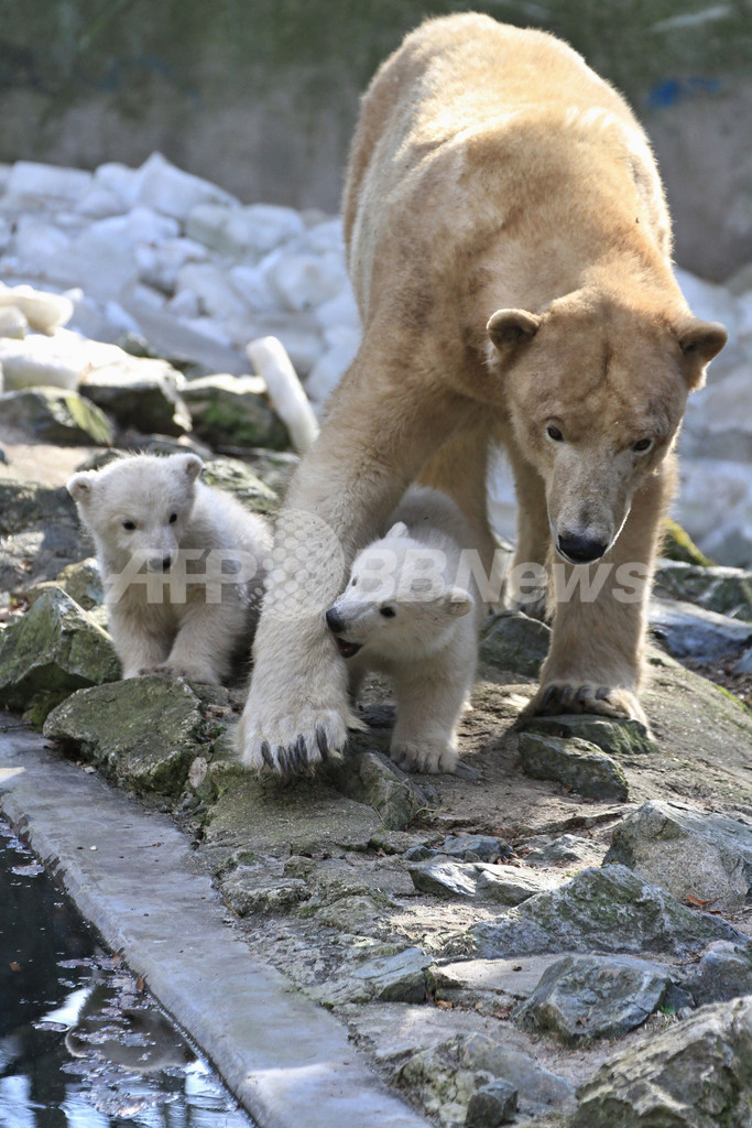 ドキドキ動物園デビュー！双子のホッキョクグマ、チェコ