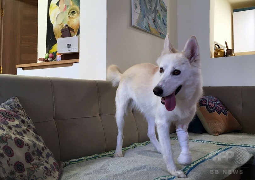 イラクの動物愛護家、オンラインで野良犬・野良猫などの里親探し