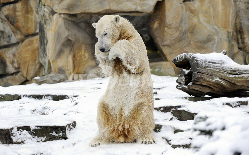 2009年もよろしく、ベルリン動物園のホッキョクグマ「クヌート」