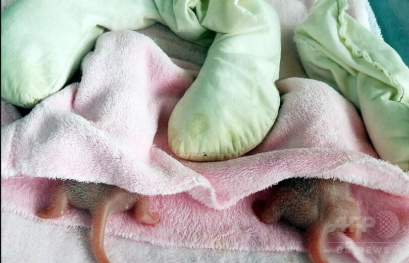 パンダの双子生まれる、成都