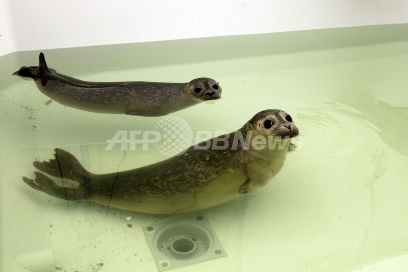 アザラシ350頭が嵐で座礁、保護センターが救助 オランダ