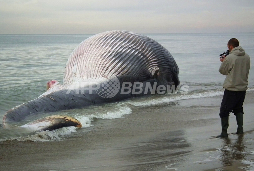 海岸に打ち上げられた巨大クジラ 体長25メートル イタリア 写真3枚 国際ニュース Afpbb News