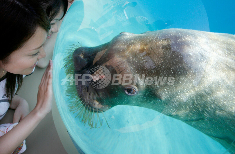 横浜・八景シーパラダイスで「ふれあいラグーン」が27日にオープン