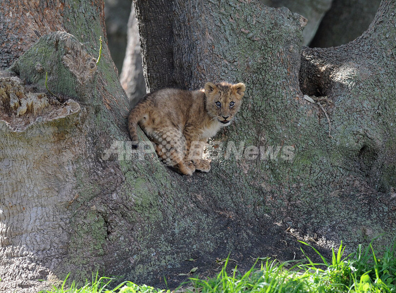 動物園生まれのライオンの四つ子、すくすく成長中