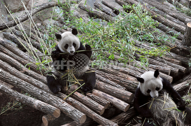 中国から賃与のパンダ、新居は仏ボーバル動物園