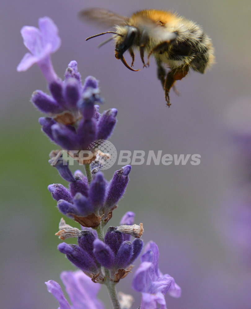 ハチの免疫系を高めて病気を予防する新薬を開発、スウェーデン研究