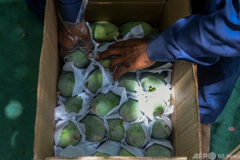 マンゴー、水不足と高温で収穫減 パキスタン