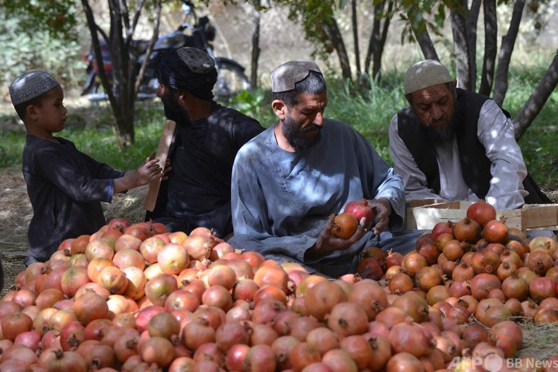 アフガン名産ザクロ、国境封鎖で腐敗の恐れ