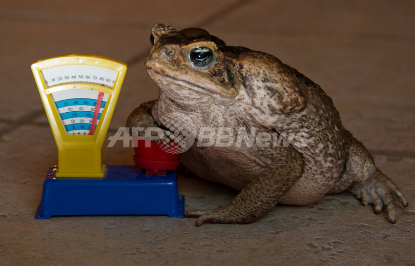 動物園「身体測定」ラッシュ、ドイツ