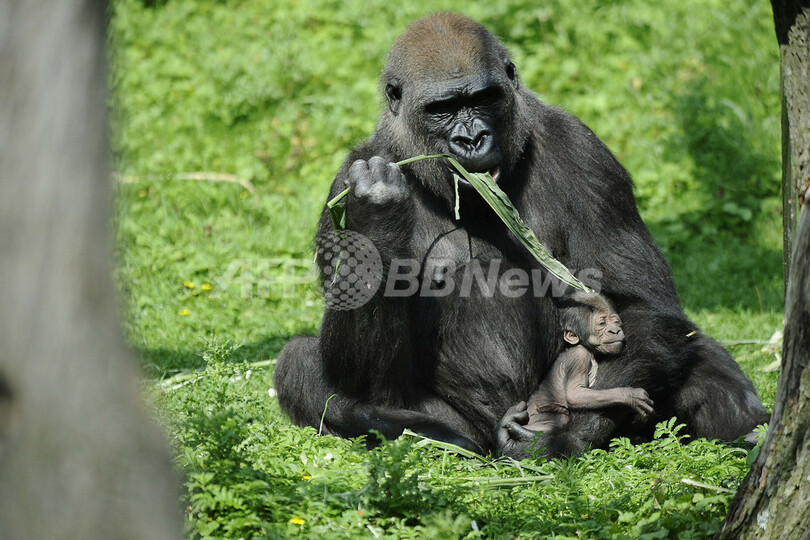 ゴリラの赤ちゃん誕生、ママの抱っこで安心 ドイツ