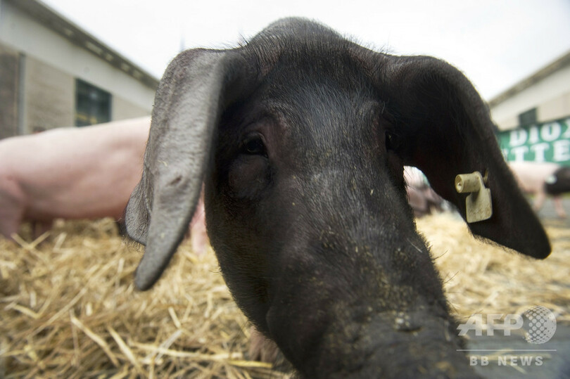 欧州で家畜飼料からGMO由来の禁止添加物、100万トン以上に混入か 仏紙報道