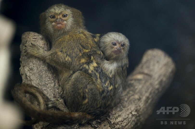 極小のサル、ピグミーマーモセットの赤ちゃん コロンビア