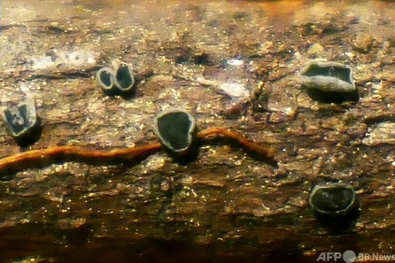 中国雲南省で真菌新種4種を発見 独特な色素の応用に期待