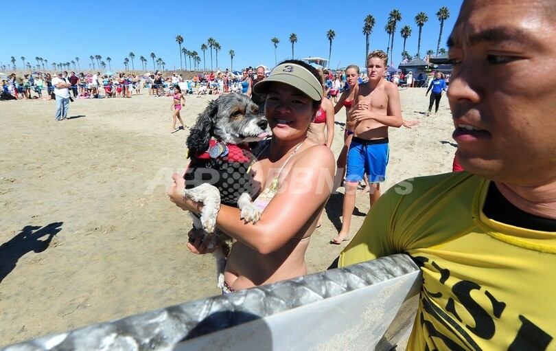 ワンちゃん達が見せる華麗な波さばき、米国で犬のサーフィン大会