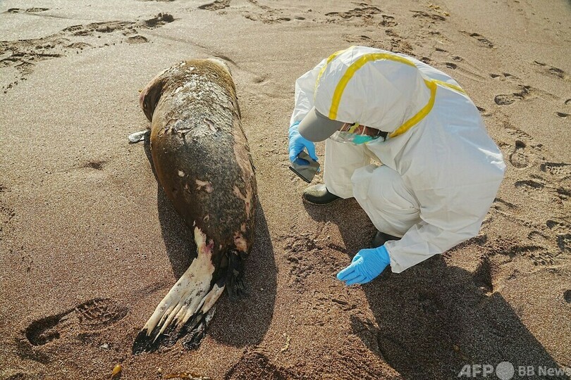 鳥インフルでアシカ大量死 ペルー