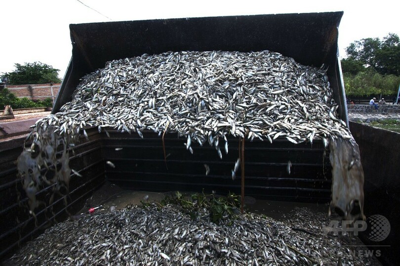 メキシコの潟湖に魚の死骸50トン、今年4度目の大量死
