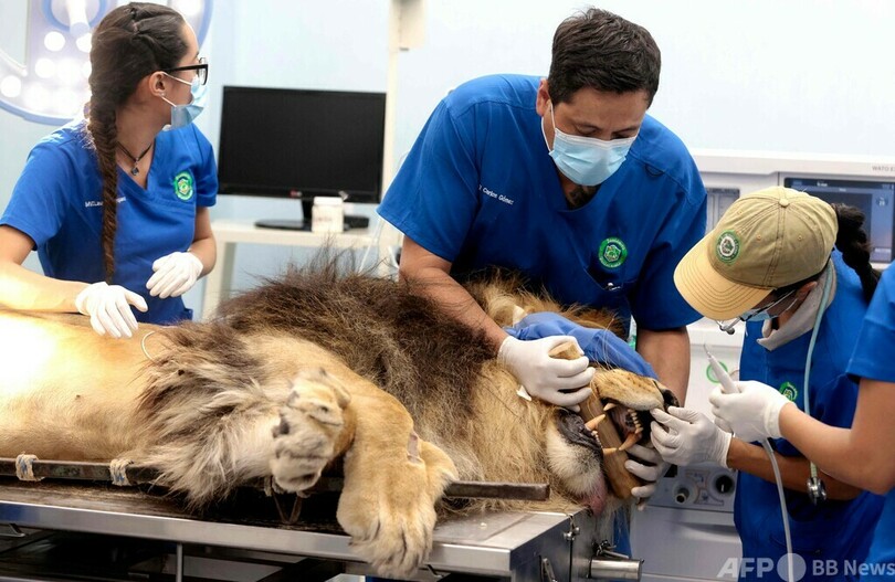 【今日の1枚】ライオンの歯石取り、間近で見学 メキシコ