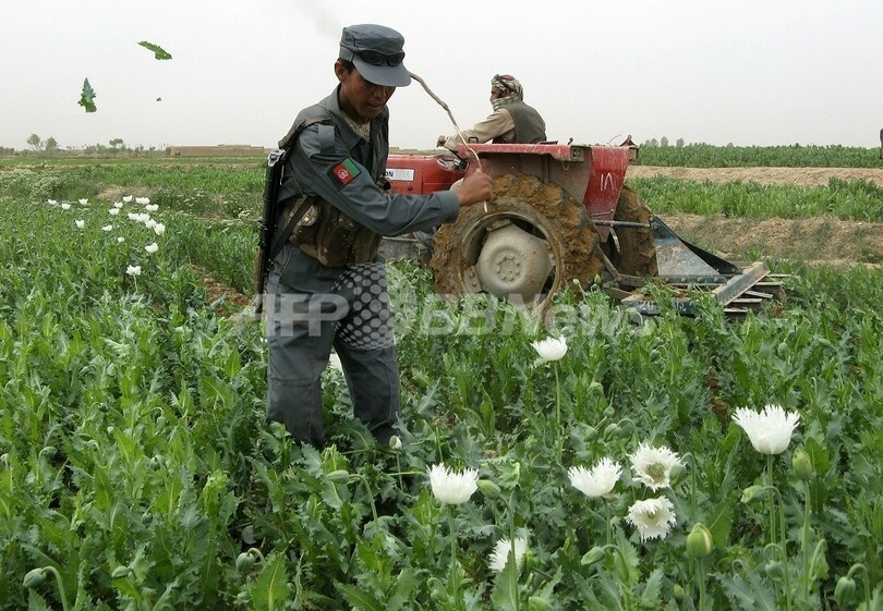 アフガニスタンのアヘン生産者、社会混乱存続のためタリバンに多額の資金