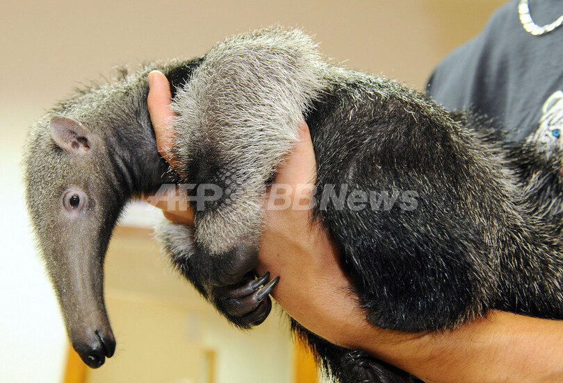 オオアリクイの赤ちゃん、フランスで人気