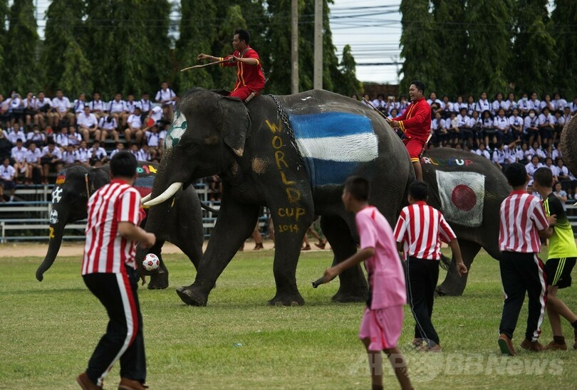 一足お先にゾウのサッカー「W杯」？ タイ