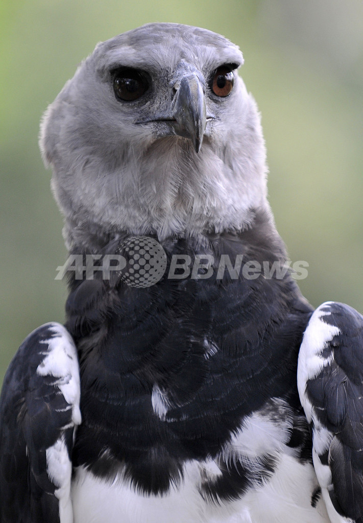 パナマの国鳥オウギワシ、密猟などにより絶滅危惧