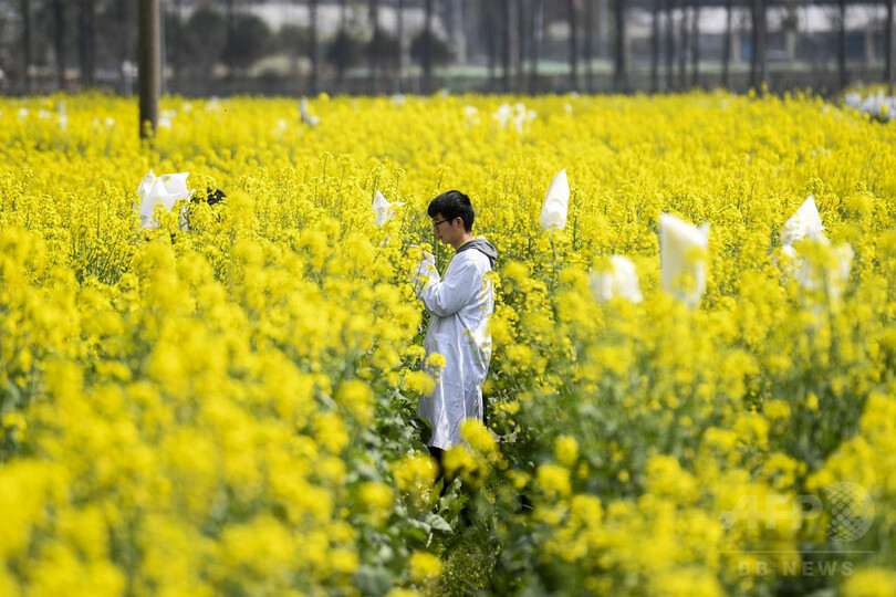 湖南で人気の 菜の花畑 一般公開を中止 観光客増に対応できず 写真6枚 国際ニュース Afpbb News 湖南で人気の 菜の花畑 一般公開を中止 観光客増に対応できず 写真6枚 国際ニュース Afpbb News
