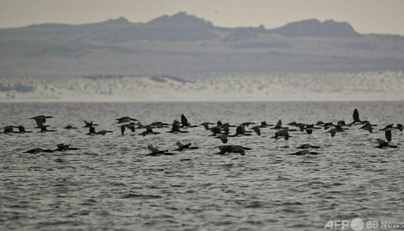 高病原性鳥インフル、南極地域で初検出