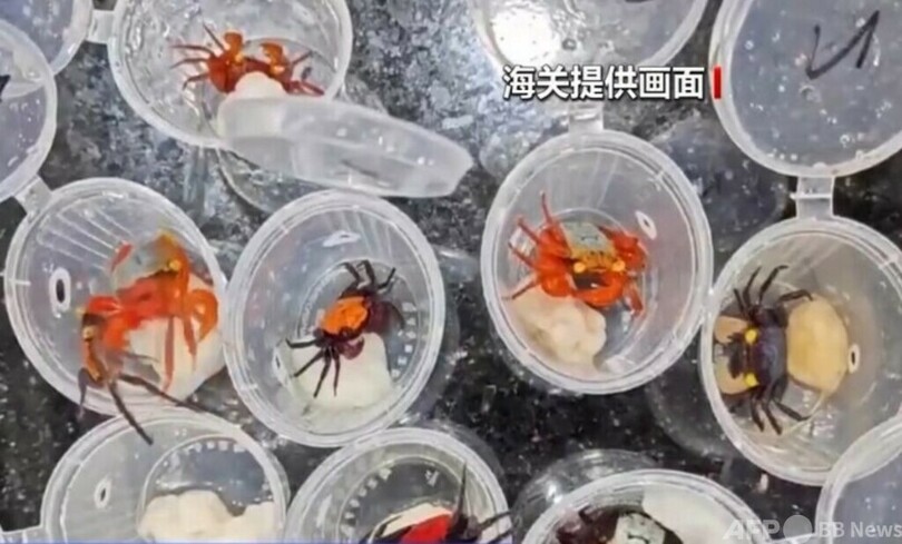 中国で1700万人超が「特殊ペット」を飼育