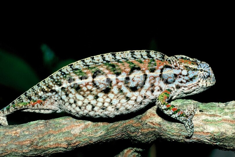 トカゲの5分の1、温暖化で2080年までに絶滅の恐れ