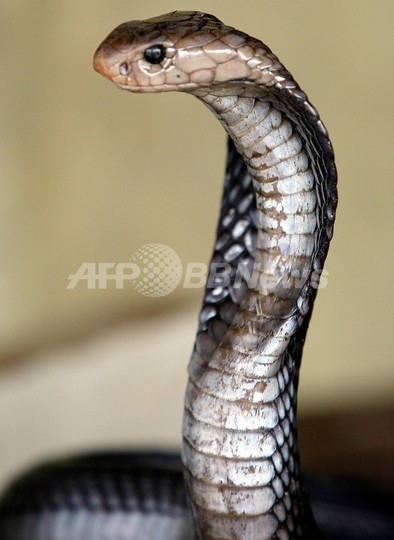 ヘビの大群、派出所を占拠 シエラレオネ ヘビの大群、派出所を占拠 シエラレオネ
