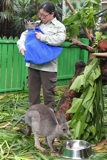 飼育員が赤ちゃんカンガルーの「ママ」に、手製の袋でだっこ 広州 写真