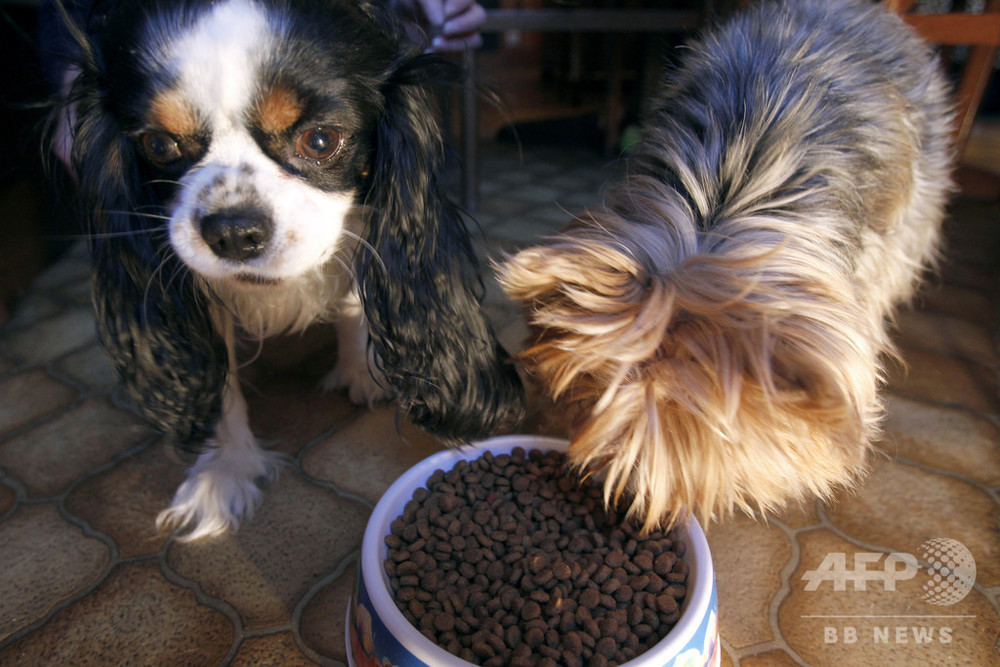 グレインフリーの餌 犬の心臓病と関連か 米fda調査 写真1枚 国際ニュース Afpbb News