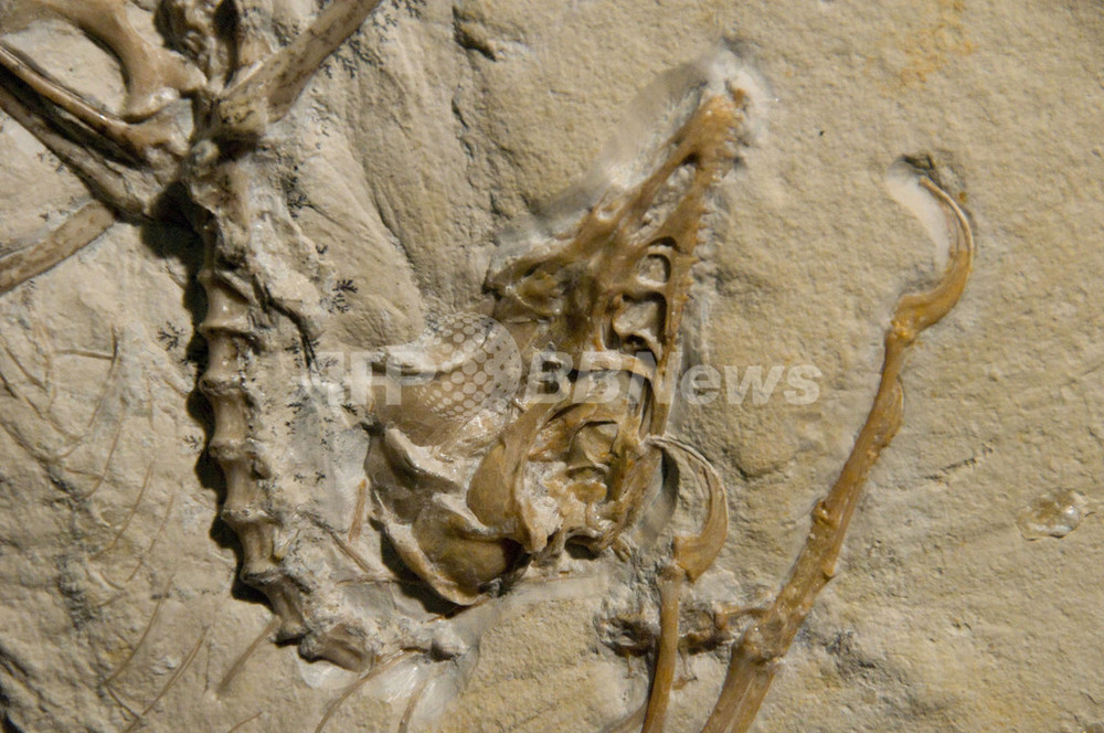 始祖鳥の化石から化学成分を検出、古代生物研究に新たな道 写真2